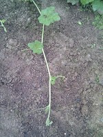 20100215Farm Visit37.jpg